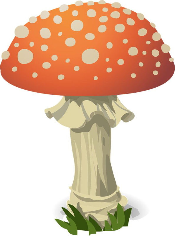 Amanita PNG image with transparent background | amanita_PNG31.png