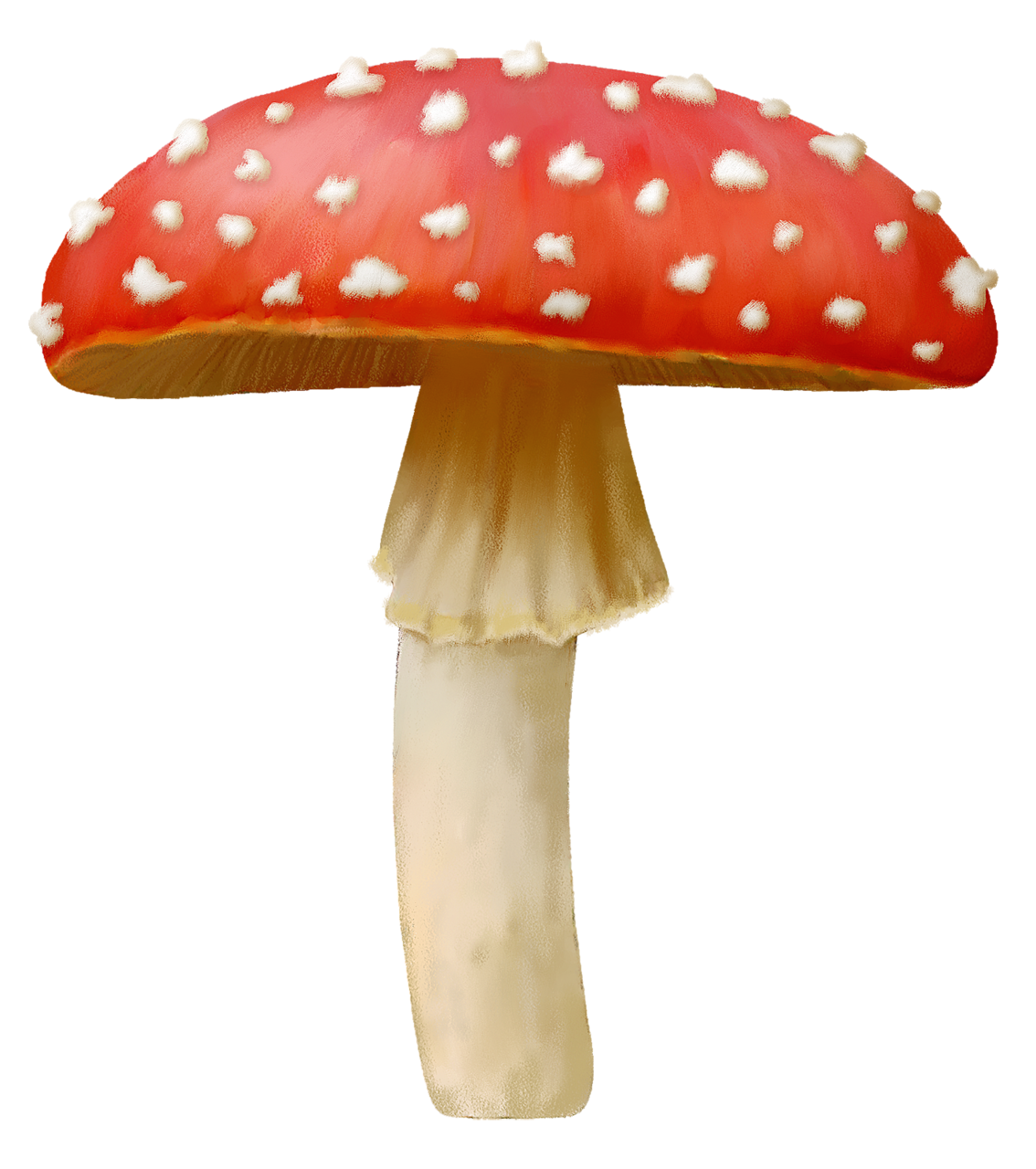 Amanita PNG image with transparent background | amanita_PNG45.png