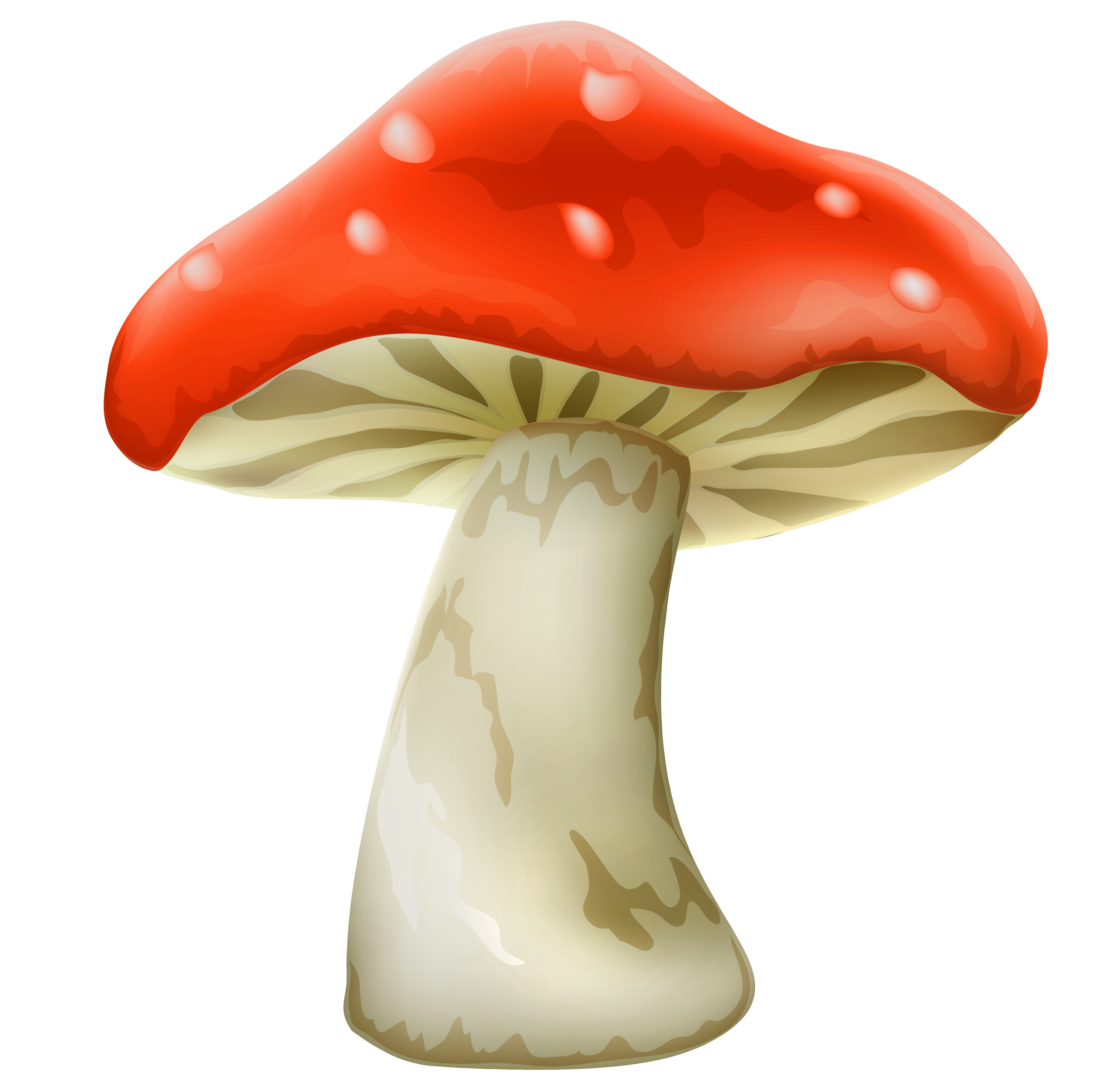 Amanita PNG image with transparent background | amanita_PNG42.png