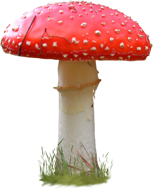 Amanita PNG image with transparent background | amanita_PNG20.png