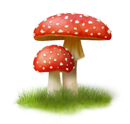 Amanita PNG image with transparent background | amanita_PNG25.png