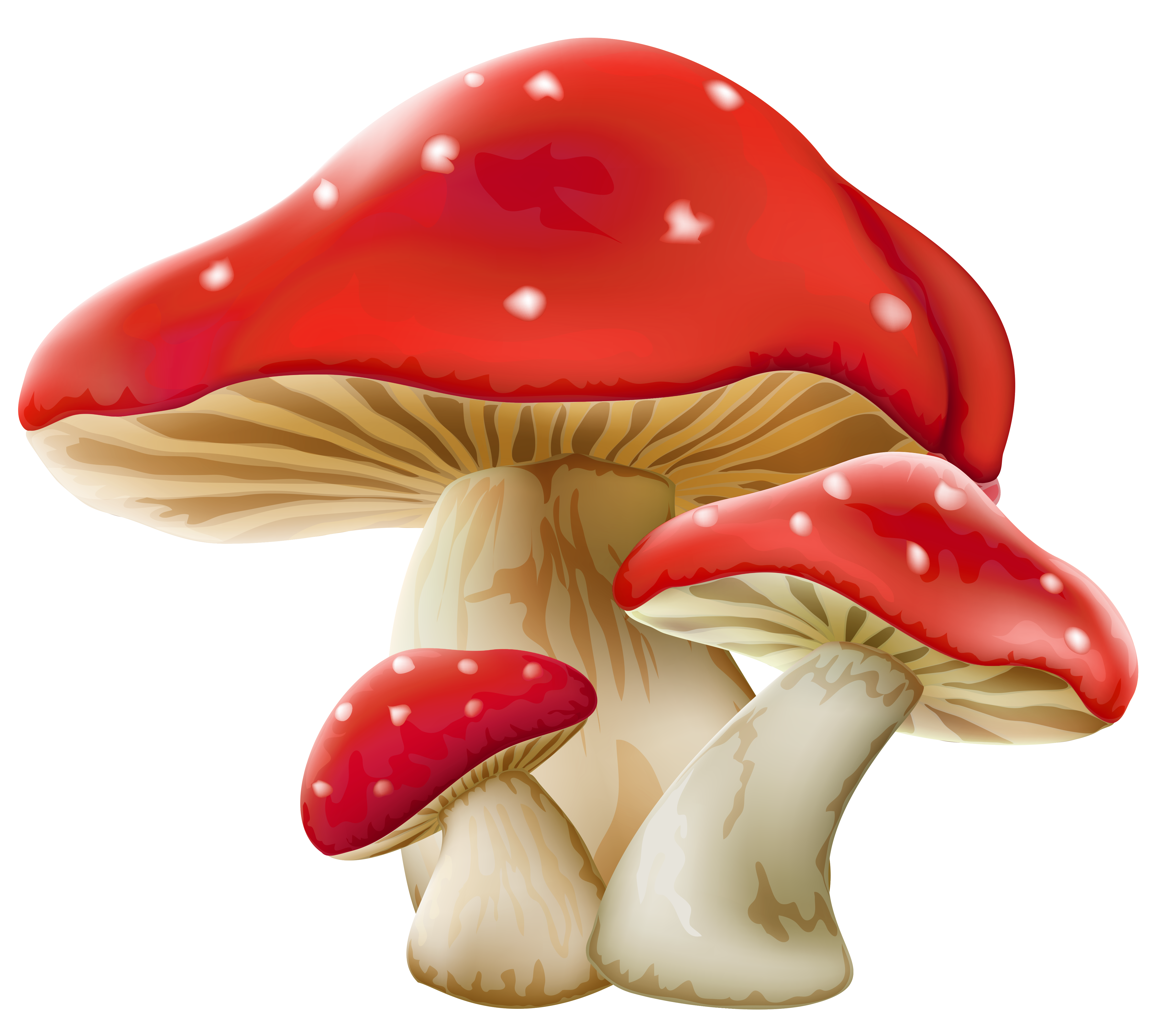 Amanitas PNG image with transparent background | amanita_PNG36.png