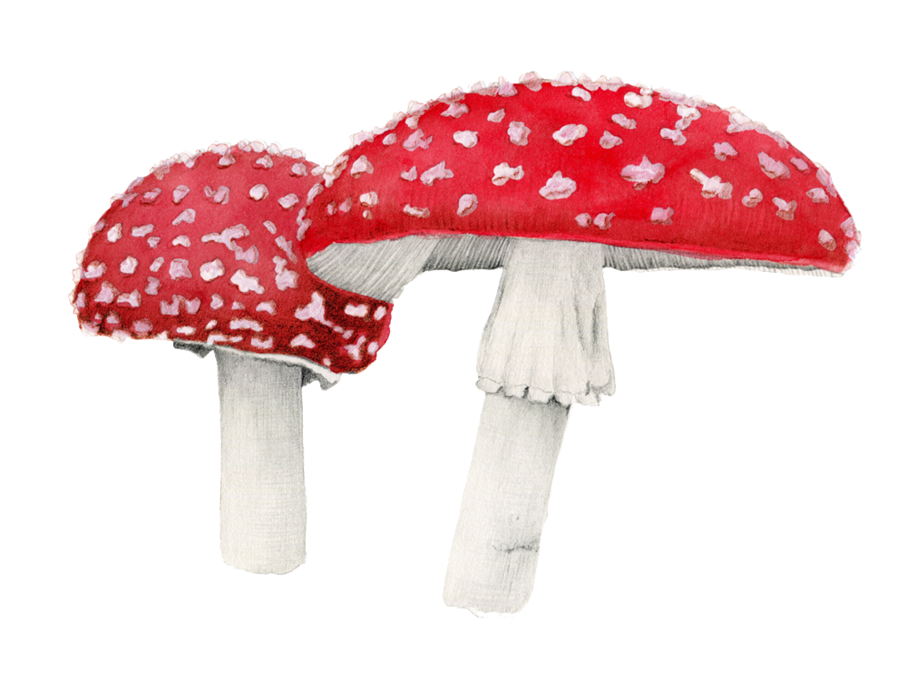 Amanita PNG image with transparent background | amanita_PNG4.png