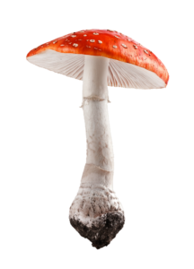 Amanita PNG image with transparent background | amanita_PNG2.png