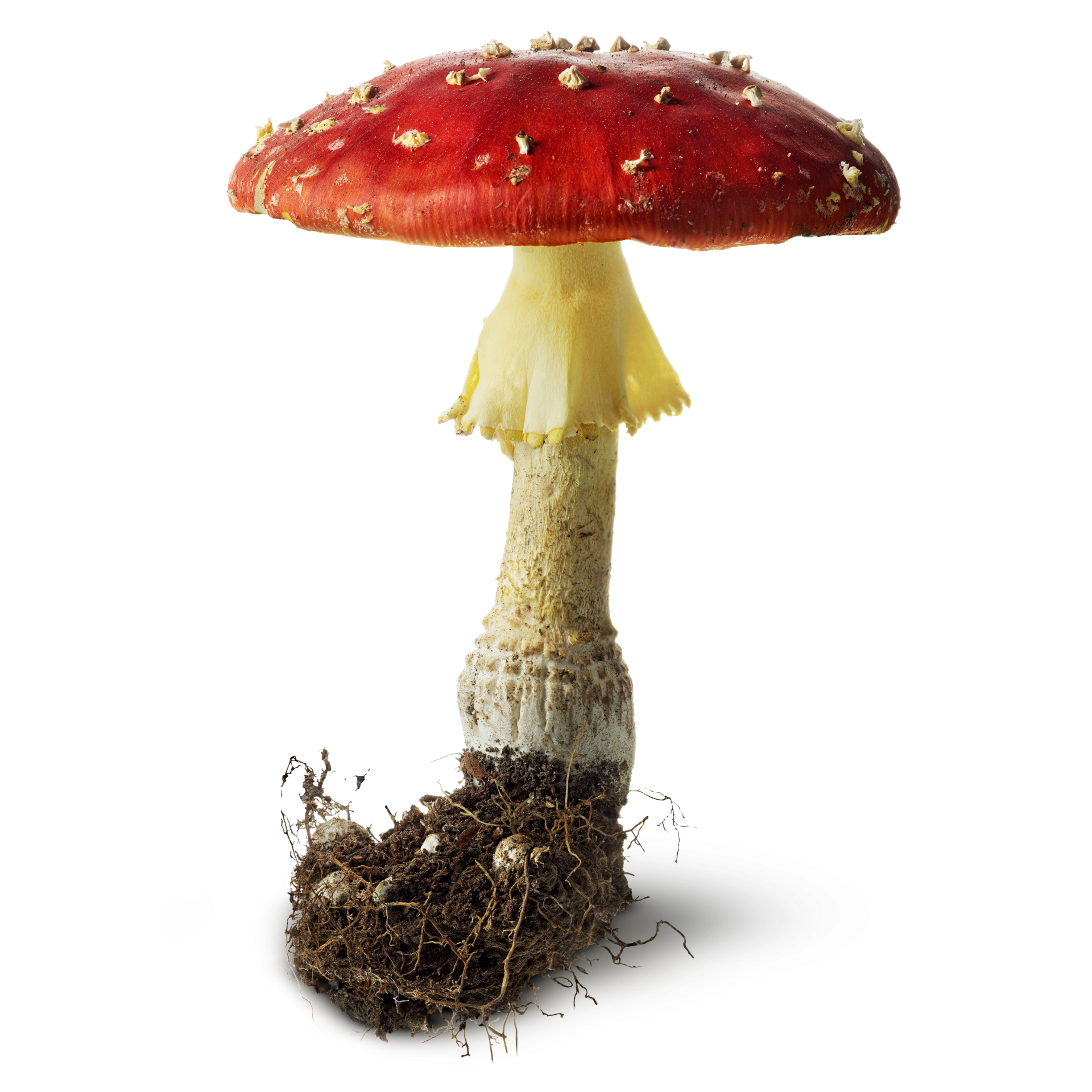 Amanita PNG image with transparent background | amanita_PNG40.png