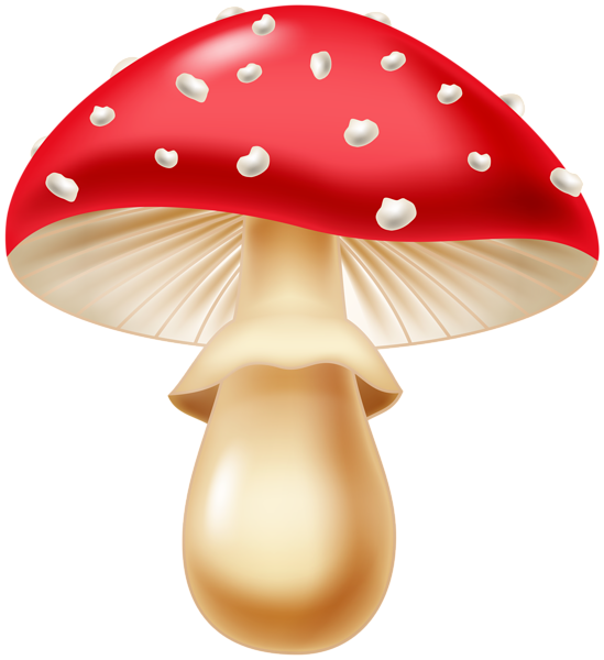 Amanita PNG image with transparent background | amanita_PNG17.png