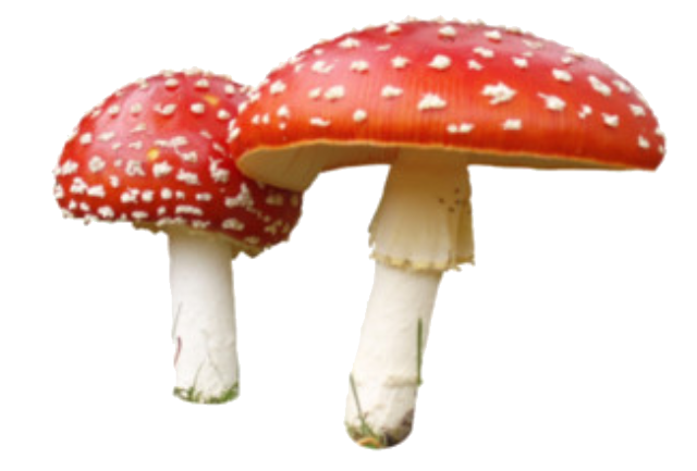 Amanita PNG image with transparent background | amanita_PNG24.png
