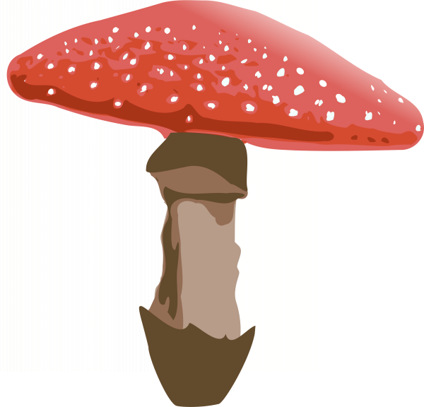 Amanita PNG image image with transparent background | amanita_PNG43.png