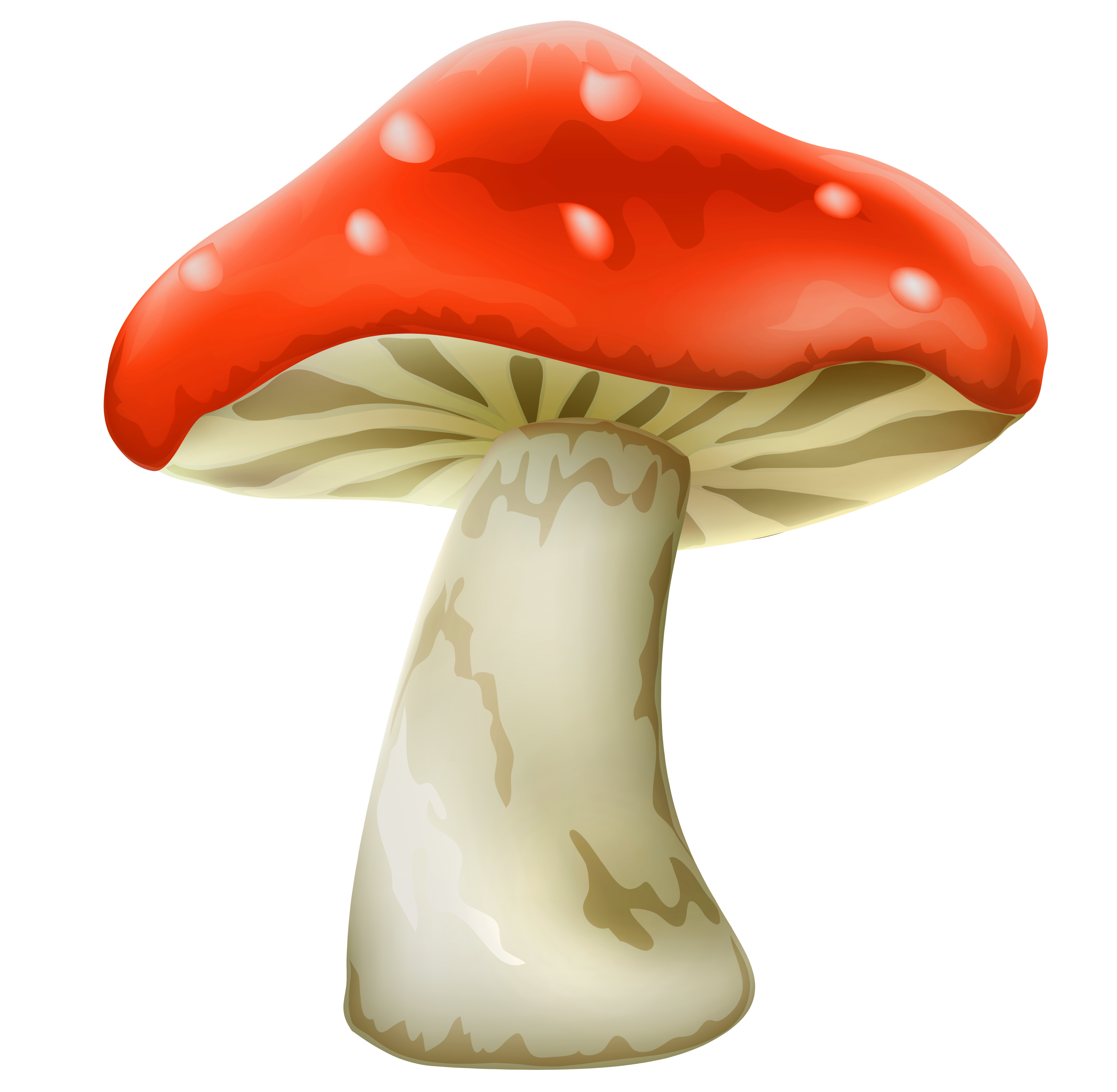 Amanita PNG image with transparent background | amanita_PNG18.png
