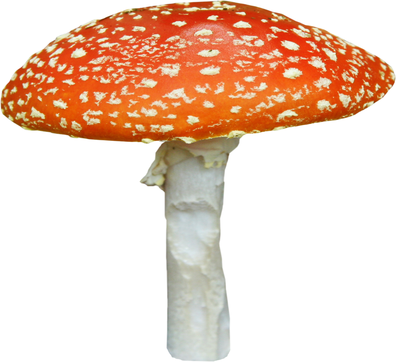 Amanita PNG image with transparent background | amanita_PNG35.png