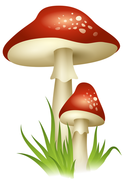 Amanita PNG image with transparent background | amanita_PNG12.png