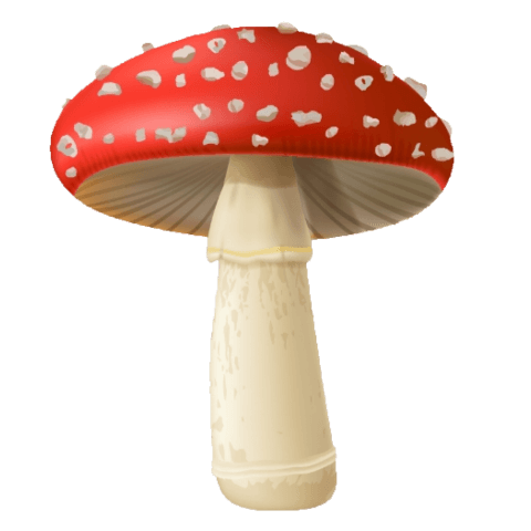 Amanita PNG image with transparent background | amanita_PNG34.png