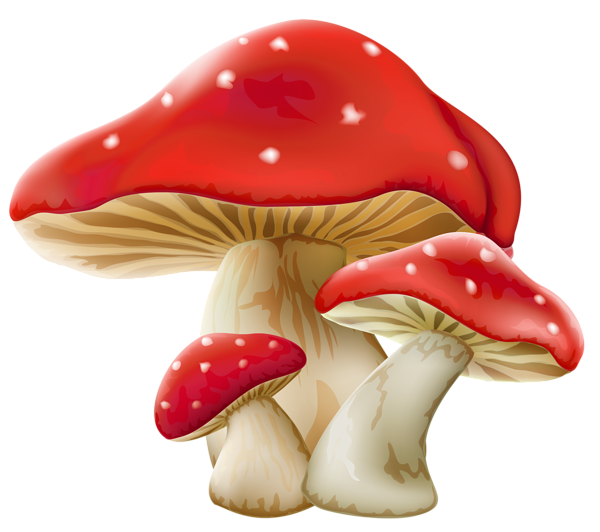Amanita PNG image with transparent background | amanita_PNG11.png